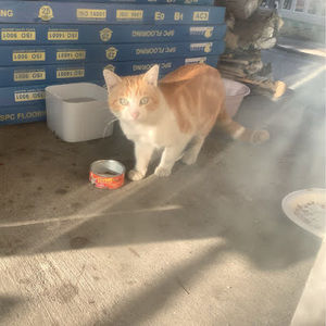 Meet your Posher, Romeo